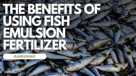 7 Benefits Of Using Fish Fertilizer In Yo.